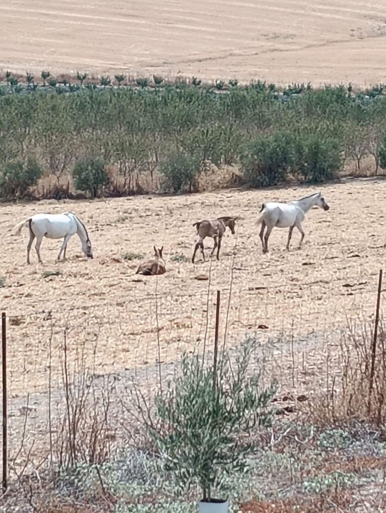 5 bedrooms House in Arcos de la Frontera, Spain No. 222272