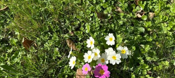 3 غرف نوم قطعة أرض في Hochtaunuskreis, Germany رقم 229157 6