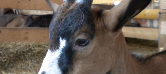 Grundstück in Mirabel, France 50000m², Nr. 305413 4