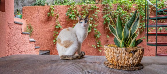 4 Schlafzimmer Haus in Machico, Portugal, Nr. 100071 19