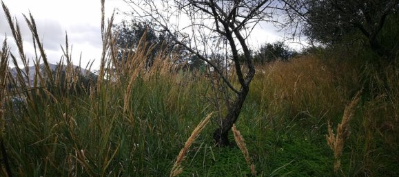 11500m² Land in Santa Lucia del Mela, Italy No. 68527 5