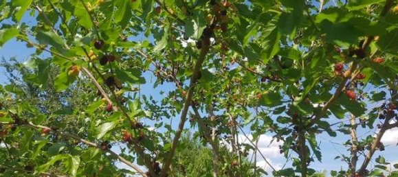 932m² Land in Darmstadt-Dieburg, Germany No. 204036 7