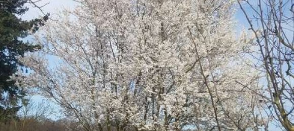 932m² Land in Darmstadt-Dieburg, Germany No. 204036 2