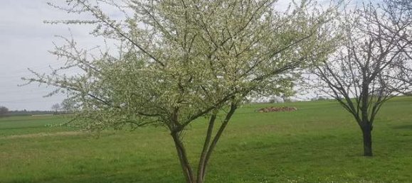 932m² Land in Darmstadt-Dieburg, Germany No. 204036 13