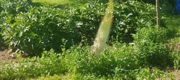 932m² Land in Darmstadt-Dieburg, Germany No. 204036 5