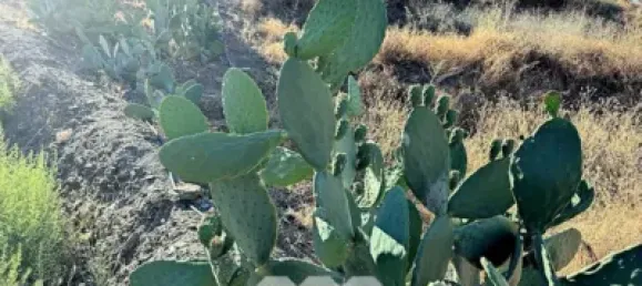 Земельный участок 45м² в Бенамаргоса, Испания № 36892 39