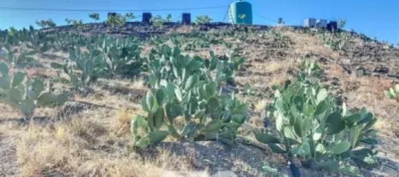 Земельный участок 45м² в Бенамаргоса, Испания № 36892 34