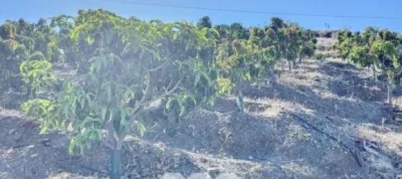 Земельный участок 45м² в Бенамаргоса, Испания № 36892 4