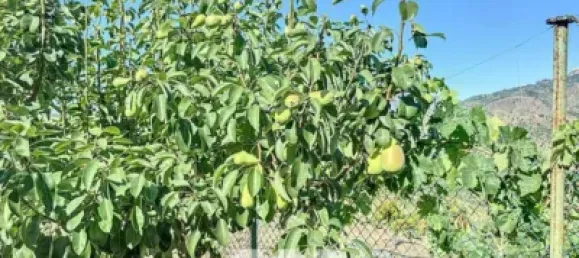 Земельный участок 45м² в Бенамаргоса, Испания № 36892 46