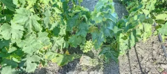 Земельный участок 45м² в Бенамаргоса, Испания № 36892 29