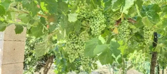 Земельный участок 45м² в Бенамаргоса, Испания № 36892 42