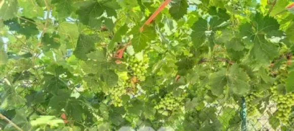 Земельный участок 45м² в Бенамаргоса, Испания № 36892 41