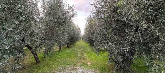 14000m² Land in Castagneto Carducci, Italy No. 142491 5