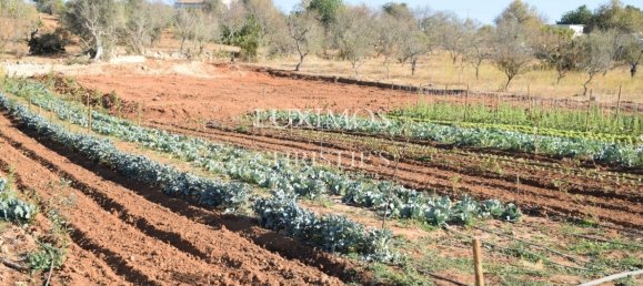 Terreno en Guia, Portugal 101519 m² No. 10062 10