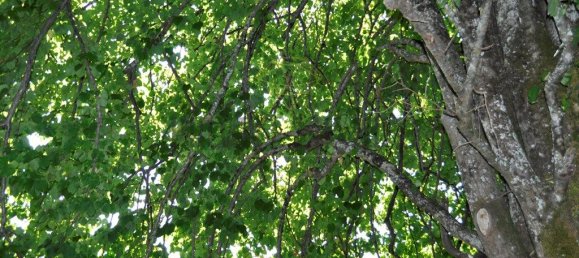 Casa de 8 dormitorios en Lousa, Portugal No. 118483 9