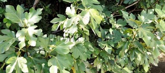 Casa de 8 dormitorios en Lousa, Portugal No. 118483 31