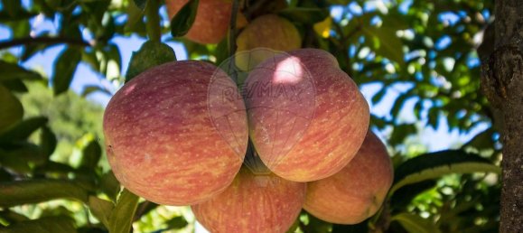 5 bedrooms House in Baiao, Portugal No. 177079 25