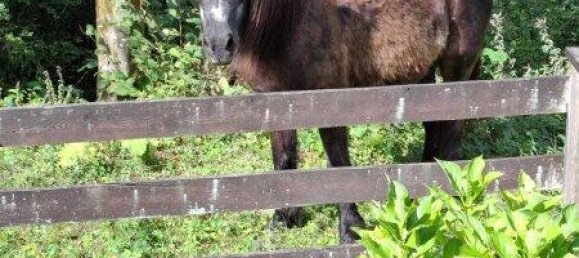 4 rooms House in Golling an der Salzach, Austria No. 250018 5