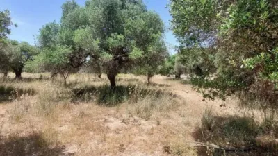 3243m² Land in El Vendrell, Spain No. 252890