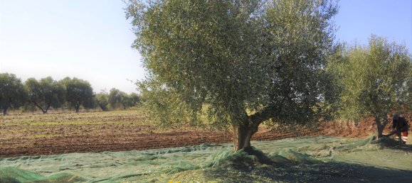 8غرفة منزل في Ardea, Italy رقم 32627 7