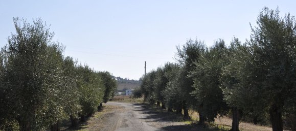 8غرفة منزل في Ardea, Italy رقم 32627 5