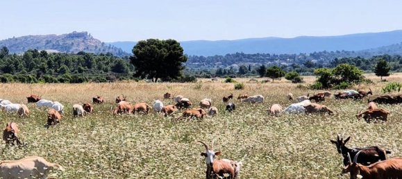 246m² Land in Thezan-des-Corbieres, France No. 312464 9