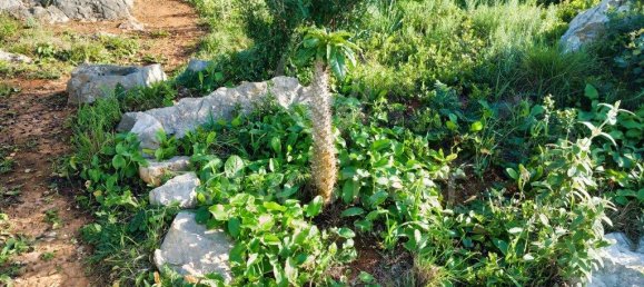 4000m² Land in Pechao, Portugal No. 74636 6