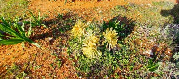 4000m² Land in Pechao, Portugal No. 74636 8