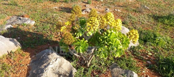 4000m² Land in Pechao, Portugal No. 74636 14