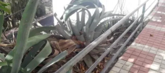 Terreno en Las Palmas De Gran Canaria, Spain No. 101455 3