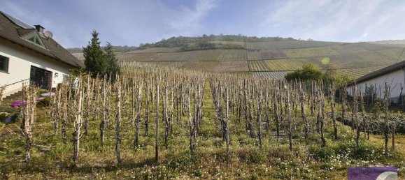 Terrain à Bernkastel-Wittlich, Germany No. 283775 4