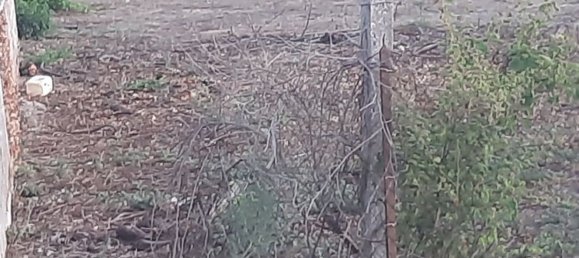 Grundstück in Pombal, Portugal 3950m², Nr. 81749 8