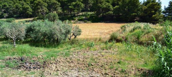 12500m² Hotel in Chalkidiki, Greece No. 7128 5