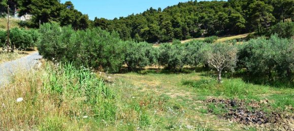 12500m² Hotel in Chalkidiki, Greece No. 7128 6