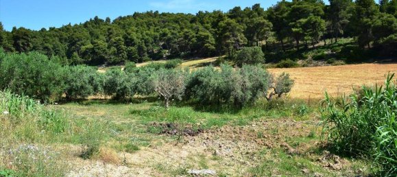 12500m² Hotel in Chalkidiki, Greece No. 7128 4