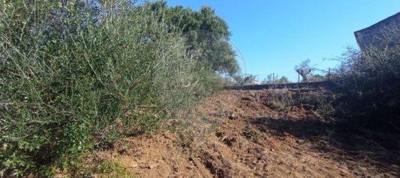 1 bedroom House in Mouriscas, Portugal No. 182713 10