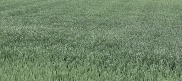 1559m² Land in Drache, France No. 160991 3