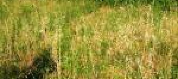 Земельный участок с 1 комнатой в Черваро, Италия № 130161 2