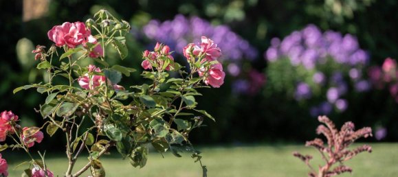 6 rooms House in Aurolzmunster, Austria No. 223397 15