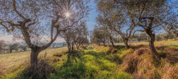 6-Zimmer Haus in Torrita di Siena, Italy, Nr. 160846 16