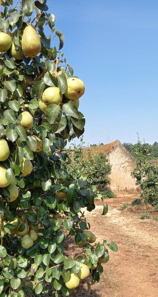 2 bedrooms House in Caldas da Rainha, Portugal No. 285062