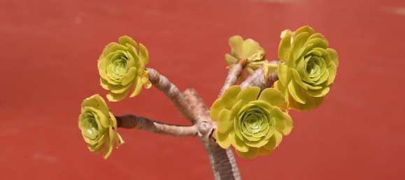 2 غرف نوم بانتهاوس في Torrevieja, Spain رقم 189490 30