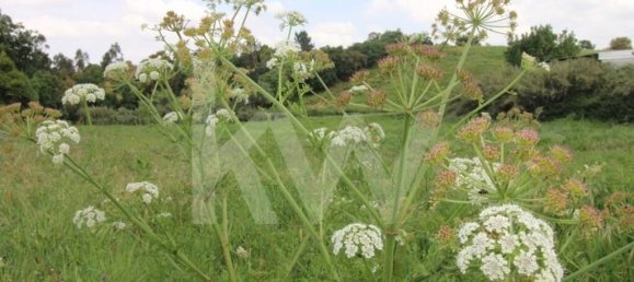 Terrain à Mafra, Portugal 6062m² No. 115399 18