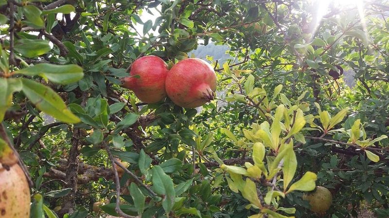 1585m² Land in Granada, Spain No. 221540