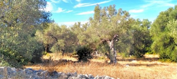 Дом с 4 комнатами в Монополи, Италия № 17249 16