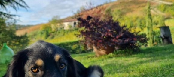 7 Schlafzimmer Villa in Strevi, Italy, Nr. 323946 7