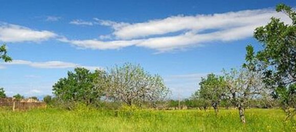  Land in Petra, Spain No. 73203 2