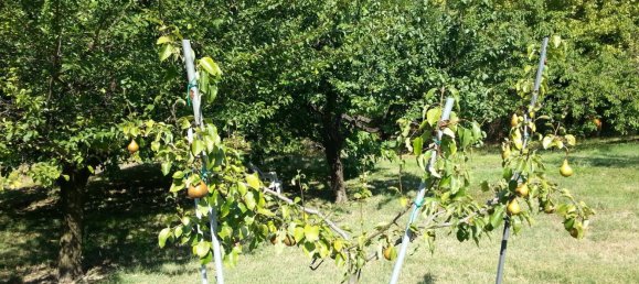 8 rooms House in Grottazzolina, Italy No. 153144 17