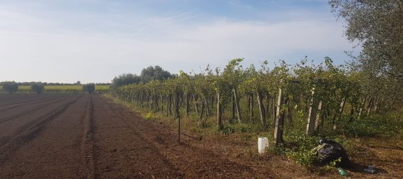 Grundstück in Ciampino, Italy 6000m², Nr. 114953 8