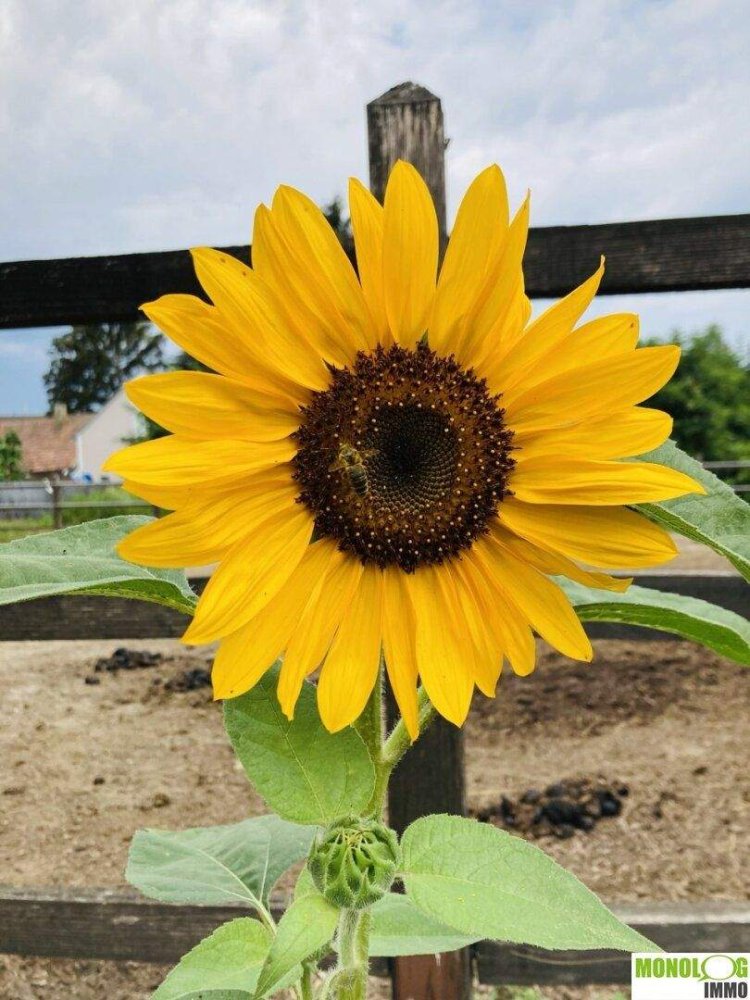 Terrain à St. Andra-Wordern, Austria No. 145966